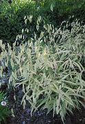 Image result for Chasmanthium latifolium River Mist