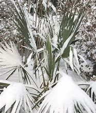 Image result for Winter Hardy Palm Trees