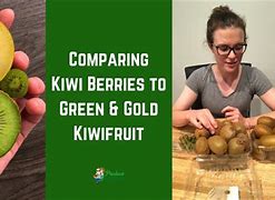 Image result for Kiwi Vs. Orange