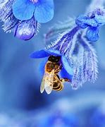 Image result for Bee Happy Wallpaper