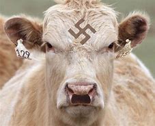 Image result for War Cow