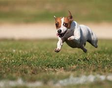 Image result for Zoomies Dog