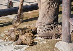 Image result for Guy with Elephant Dung