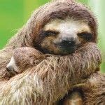 Image result for Cute Baby Sloths