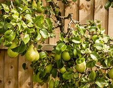 Image result for Garden Designs with Fruit Trees