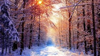Image result for Snowy Winter Woods Wallpaper
