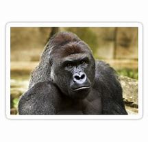 Image result for Harambe Funny