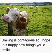 Image result for Smiling Cow Meme
