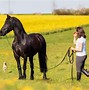Image result for Friesian Horse Galloping