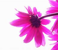 Image result for Pretty Colorful Girly Backgrounds