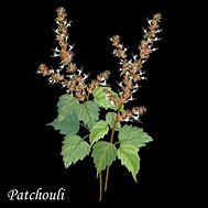 Image result for Patchouli Orange Clip Art