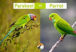 Image result for Parot Key Bird
