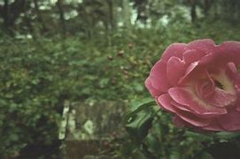 Image result for Rosy Pink Screen