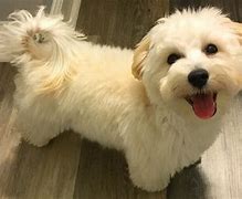 Image result for Black and White Maltipoo