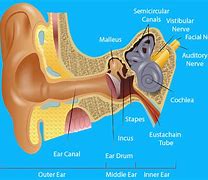 Image result for Human Ear Anatomy