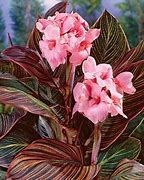 Image result for Canna Fiësta