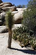 Image result for Desert Plants and Trees