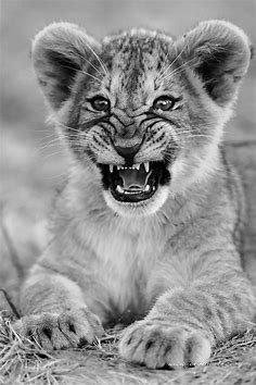 Lion Cub by J Uriarte / 500px | Filhote de leão, Tatuagens de leão ...