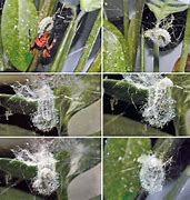 Image result for Spider Cocoon