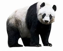 Image result for Panda On White Background