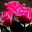 Image result for Hot Pink Flowers iPhone Wallpaper