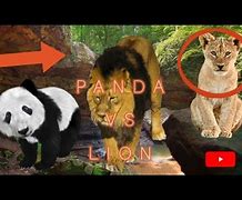 Image result for Panda vs Lion