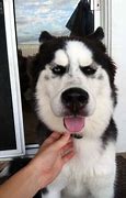 Image result for Husky Cute Funny