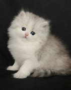 Image result for Doll Face Persian Kittens