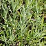 Image result for Lavandula angustifolia Bowles Variety