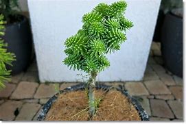 Image result for Abies pinsapo Fatima - ( WB 1 )