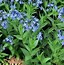 Image result for Amsonia Blue Ice