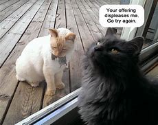 Image result for Funny Cat Sentences