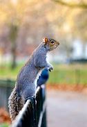 Image result for Squirrel Being Funny