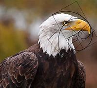 Image result for Golden Ratio Animals