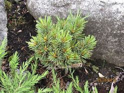 Afbeeldingsresultaten voor Pinus koraiensis Spring Grove