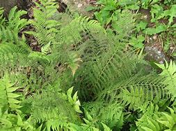 Image result for Dryopteris filix-mas Linearis Polydactyla