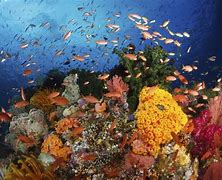 Image result for reef