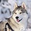 Image result for Beautiful Huskies