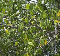 Image result for Manchineel Tree Toxic