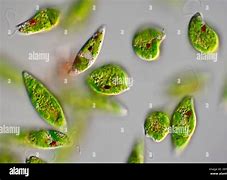 Image result for Euglena 100X