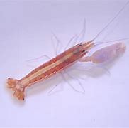 Image result for Shrimp Water