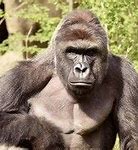 Image result for Harambe Never Forget