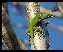 Image result for Types of Green Lizards