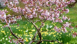 Image result for Small Garden Trees