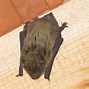 Image result for Signs of Bats in the Attic