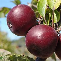 Image result for Arkansas Black Apple Tree