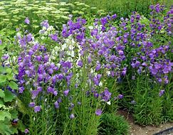 Image result for Campanula persicifolia La Bello ®