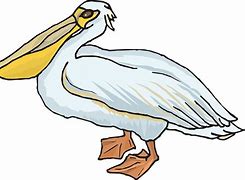Image result for Pelican Illustration