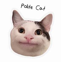 Image result for Polite Cat Meme