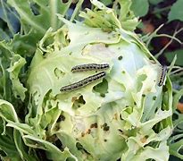 Image result for Vegetable Garden Pest Control